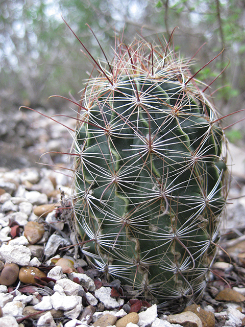 Thelocactus setispinus (Miniature barrel cactus) #76866