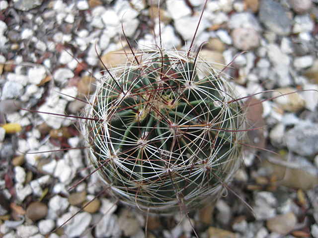 Thelocactus setispinus (Miniature barrel cactus) #76867