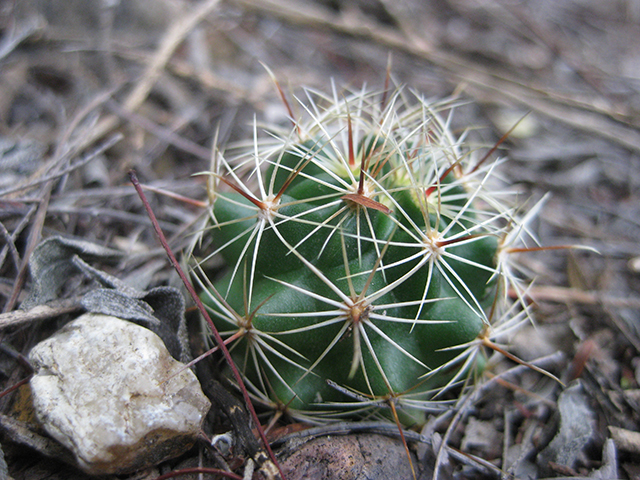 Thelocactus setispinus (Miniature barrel cactus) #76868