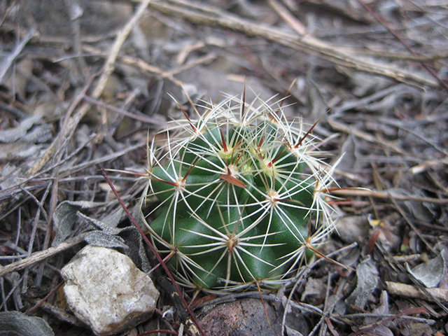Thelocactus setispinus (Miniature barrel cactus) #76869