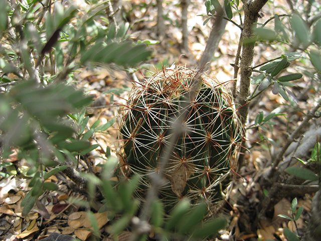 Thelocactus setispinus (Miniature barrel cactus) #76870