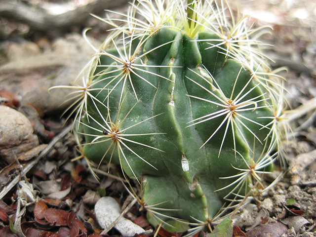 Thelocactus setispinus (Miniature barrel cactus) #76872