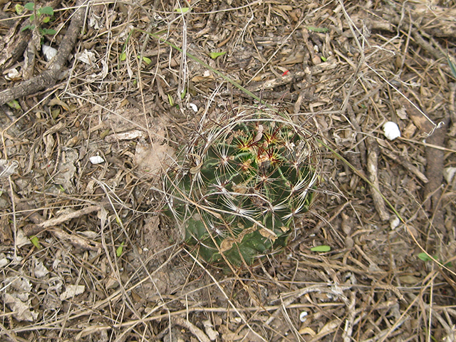 Thelocactus setispinus (Miniature barrel cactus) #76874