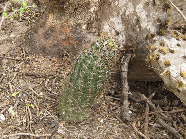 Thelocactus setispinus (Miniature barrel cactus) #76875