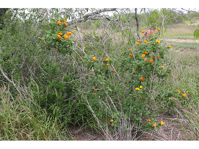 Lantana urticoides (Texas lantana) #76983
