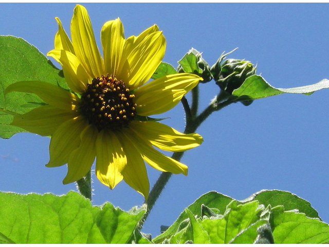 Helianthus annuus (Common sunflower) #31138