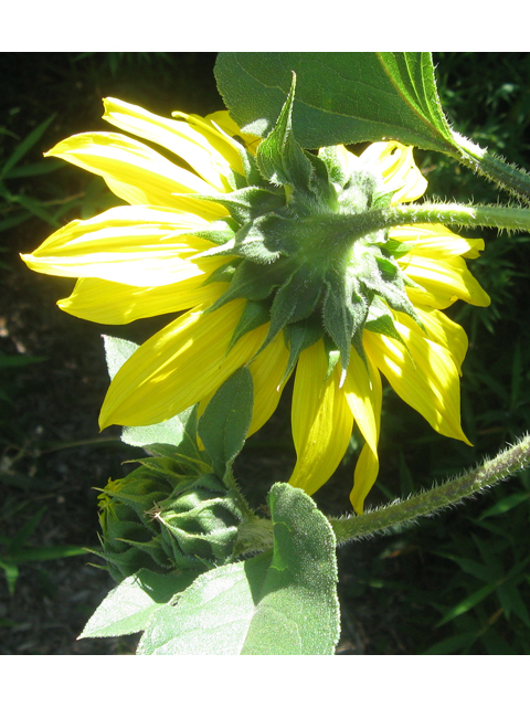 Helianthus annuus (Common sunflower) #31139