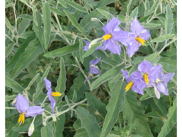 Solanum elaeagnifolium (Silverleaf nightshade) #31153
