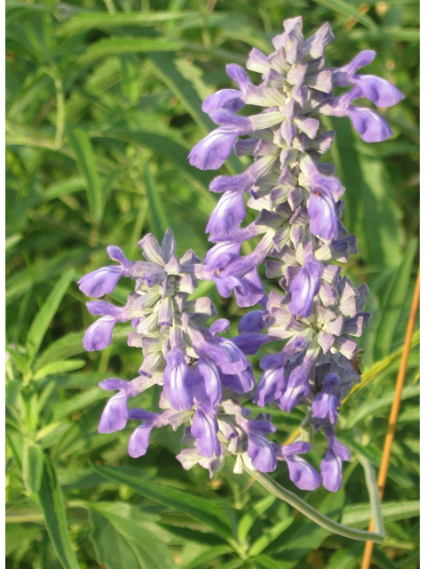Salvia farinacea (Mealy blue sage) #31154