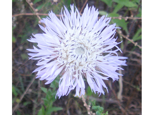 Centaurea americana (American basket-flower) #31168