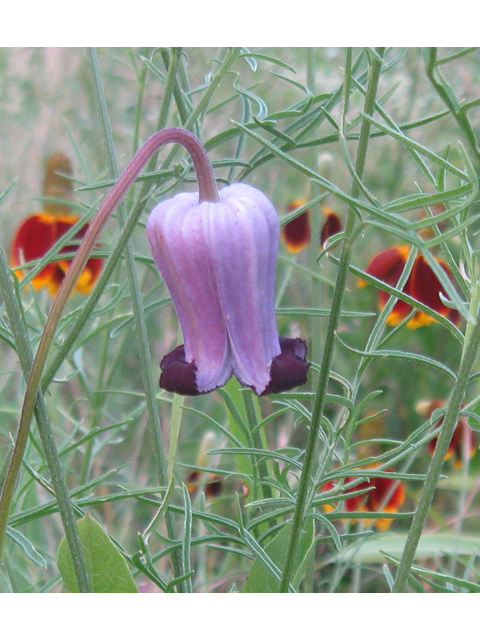Clematis pitcheri (Purple leatherflower) #31177