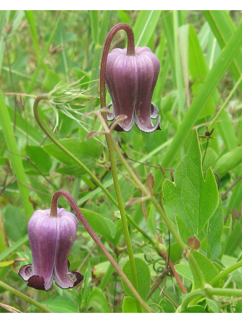 Clematis pitcheri (Purple leatherflower) #31178