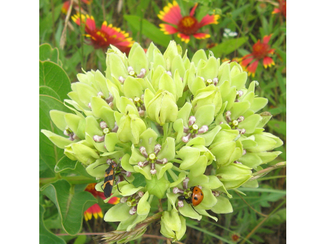 Asclepias viridis (Green milkweed) #31187