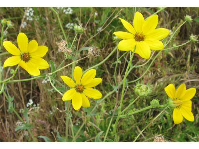Engelmannia peristenia (Engelmann's daisy) #31203