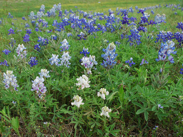 Lupinus texensis (Texas bluebonnet) #28583