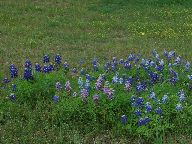 Lupinus texensis (Texas bluebonnet) #28584