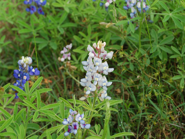 Lupinus texensis (Texas bluebonnet) #28586