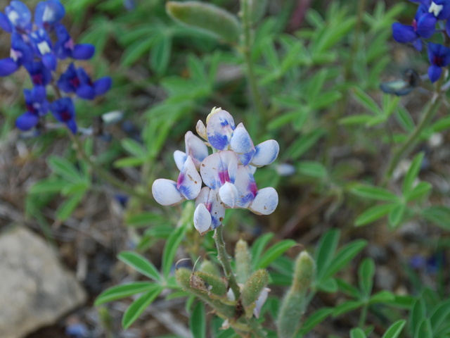 Lupinus texensis (Texas bluebonnet) #28589