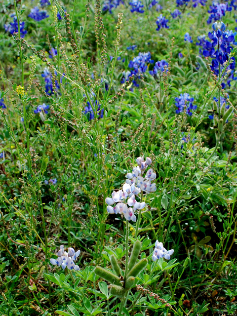 Lupinus texensis (Texas bluebonnet) #28590