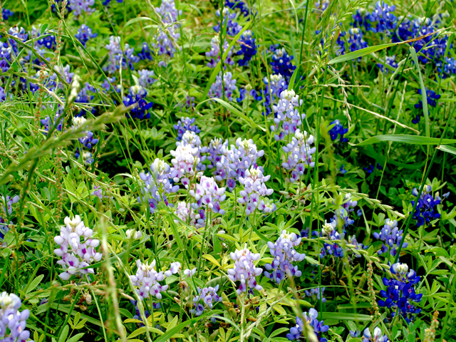 Lupinus texensis (Texas bluebonnet) #28595