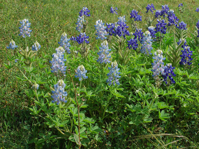 Lupinus texensis (Texas bluebonnet) #28598