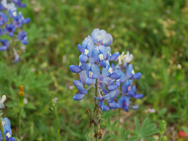 Lupinus texensis (Texas bluebonnet) #28602