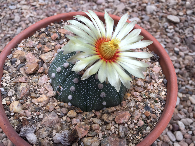 Astrophytum asterias (Star cactus) #60597
