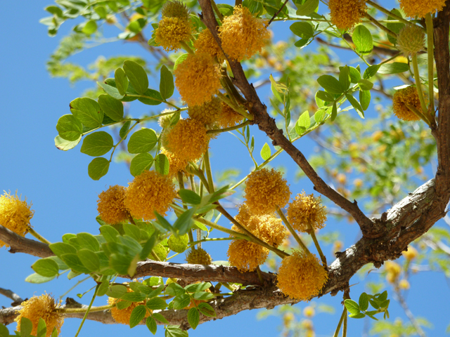 Leucaena retusa (Goldenball leadtree) #31095