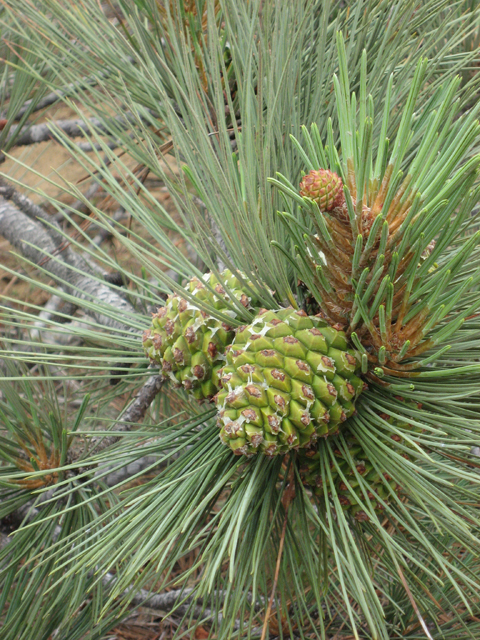 Pinus torreyana (Torrey pine) #31123