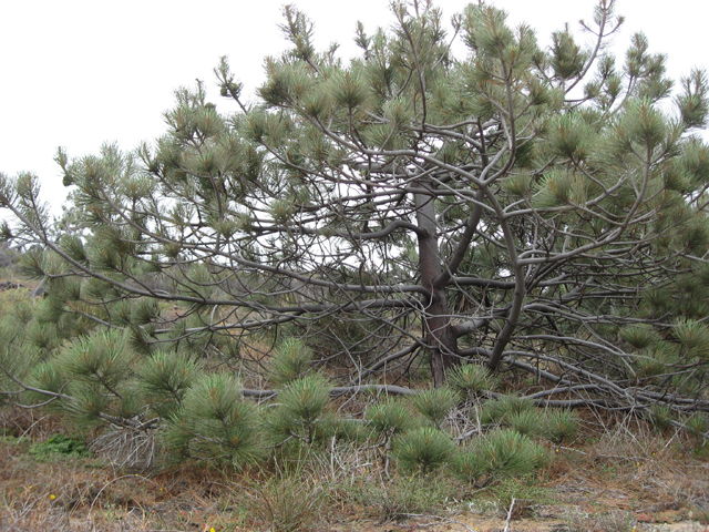 Pinus torreyana (Torrey pine) #31125