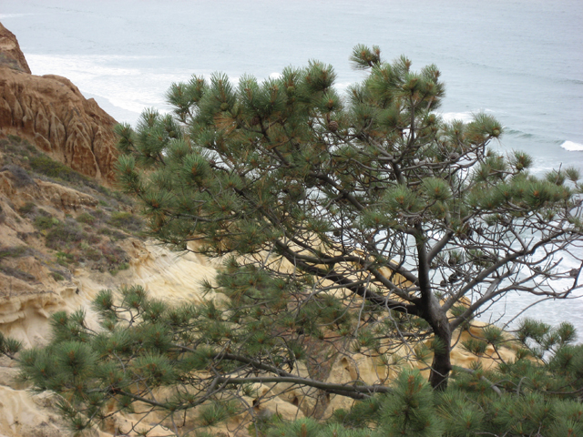 Pinus torreyana (Torrey pine) #31126