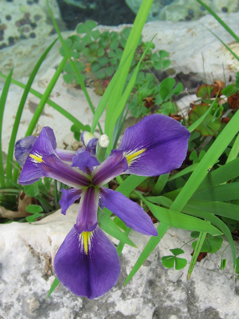 Iris virginica var. shrevei (Shreve's iris) #31128