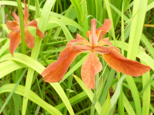 Iris fulva (Copper iris) #31341