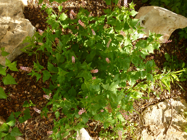 Rivina humilis (Pigeonberry) #31344