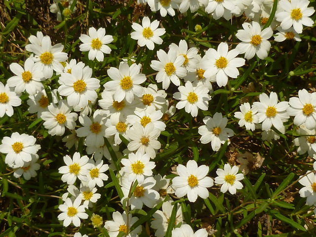 Melampodium leucanthum (Blackfoot daisy) #31352