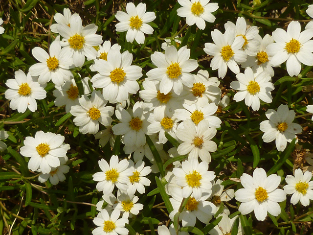 Melampodium leucanthum (Blackfoot daisy) #31353