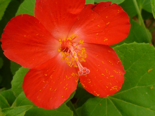 Hibiscus martianus (Heartleaf rosemallow) #31364
