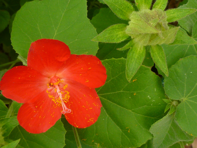 Hibiscus martianus (Heartleaf rosemallow) #31365