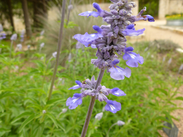 Salvia farinacea (Mealy blue sage) #31907