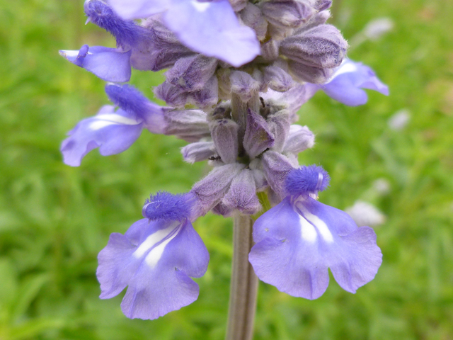Salvia farinacea (Mealy blue sage) #31908