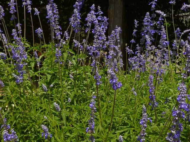 Salvia farinacea (Mealy blue sage) #31910