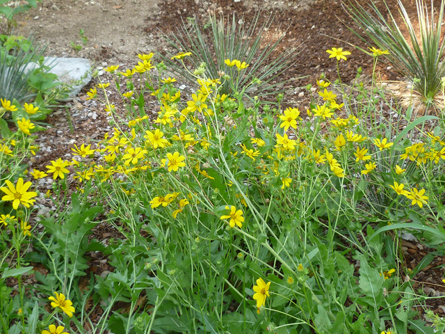 Engelmannia peristenia (Engelmann's daisy) #31921