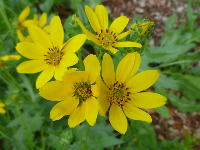 Engelmannia peristenia (Engelmann's daisy) #31922