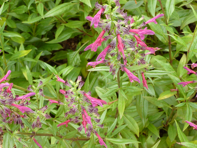 Salvia pentstemonoides (Big red sage) #31952