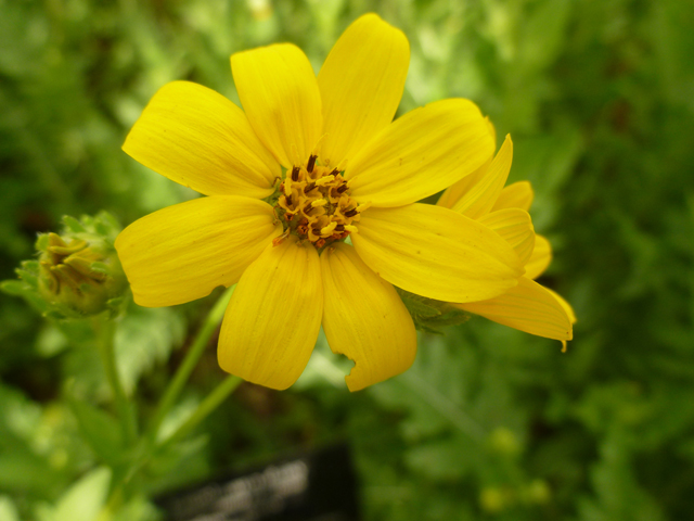 Engelmannia peristenia (Engelmann's daisy) #38886