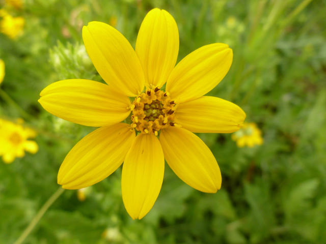Engelmannia peristenia (Engelmann's daisy) #38887