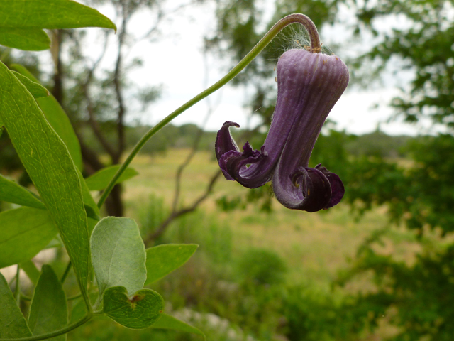 Clematis pitcheri (Purple leatherflower) #38905
