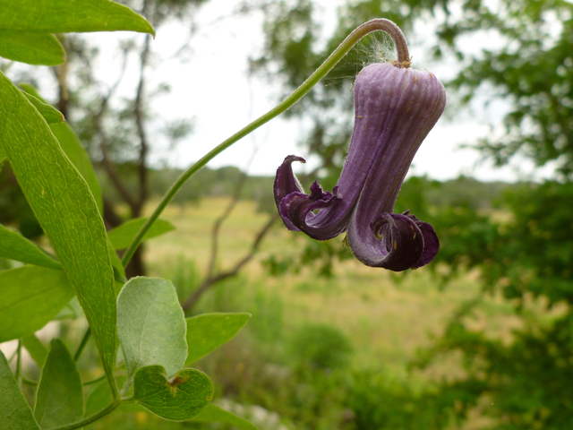 Clematis pitcheri (Purple leatherflower) #38906