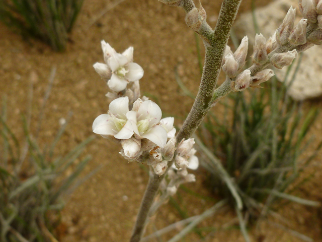 Hechtia texensis (Texas false agave) #38908