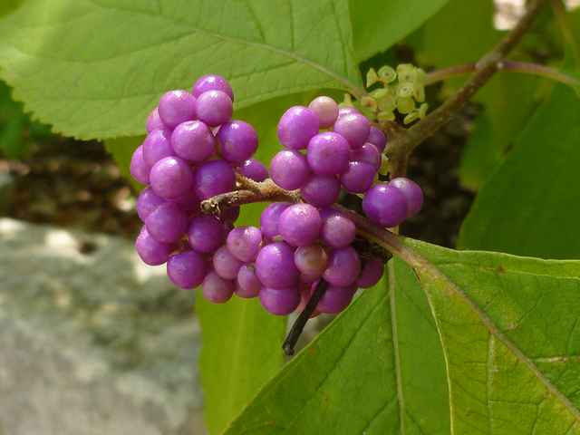 Callicarpa americana (American beautyberry ) #38925
